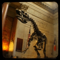 Velociraptor or T-Rex?