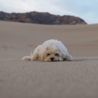 Desert Dog is sleepy