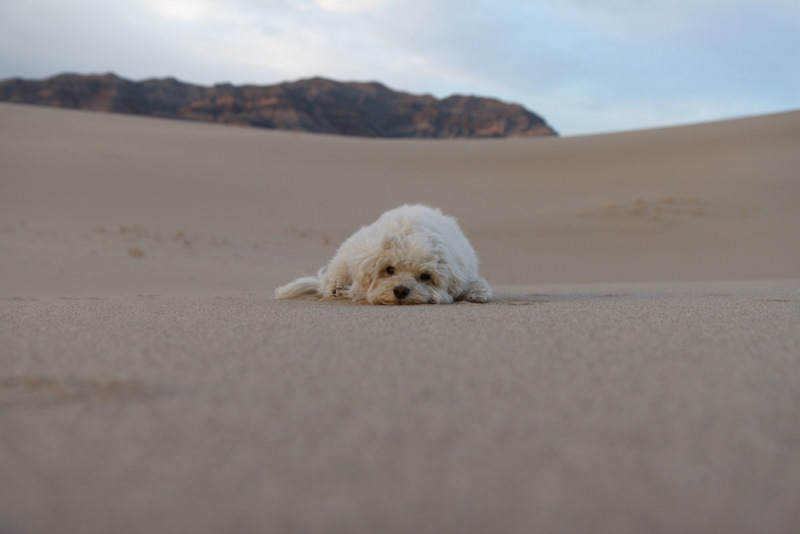 Desert Dog is not amused