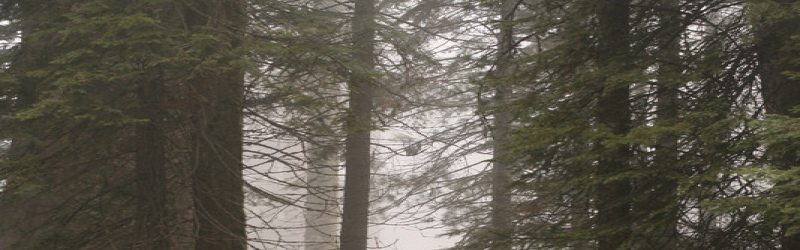Sequoia National Forest