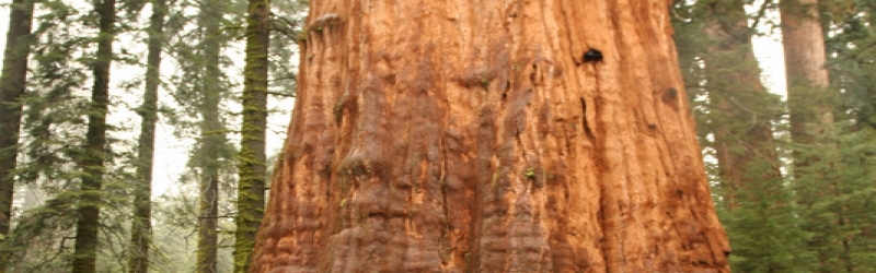 Sequoia National Forest