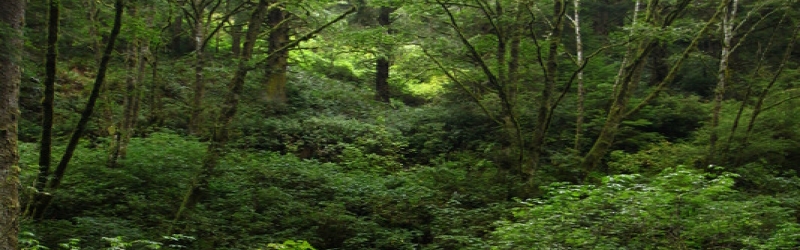 Balls of Steel - SF to Portland