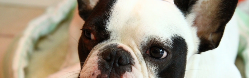 The 29th Annual Tarzana BBQ