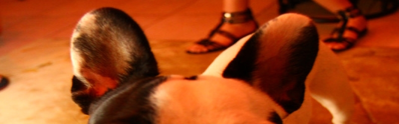 The 29th Annual Tarzana BBQ