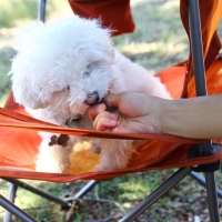 Licking ice