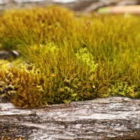 Mini Moss