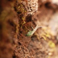 Awesome Aphid
