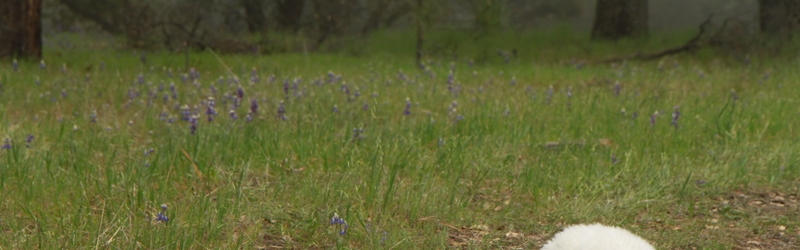 Los Padres National Forest
