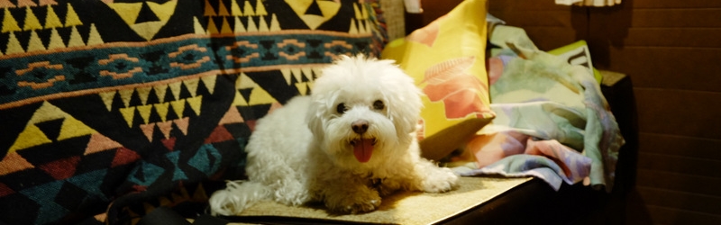 0802 Ancient Bristlecone