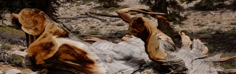 0802 Ancient Bristlecone