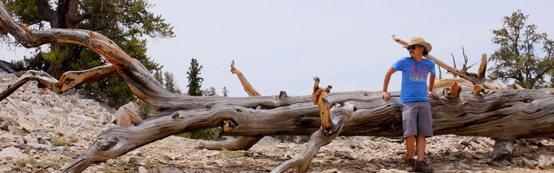 0802 Ancient Bristlecone