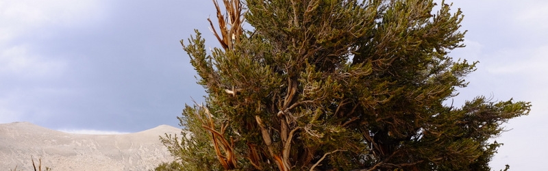 0802 Ancient Bristlecone