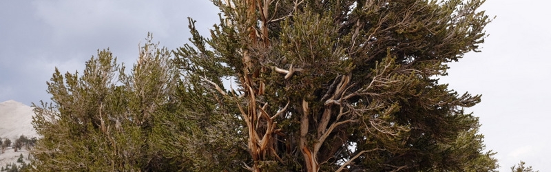 0802 Ancient Bristlecone