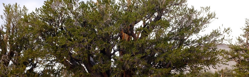 0802 Ancient Bristlecone