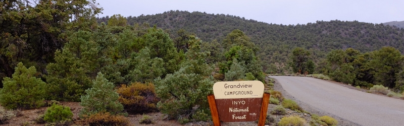 0802 Ancient Bristlecone