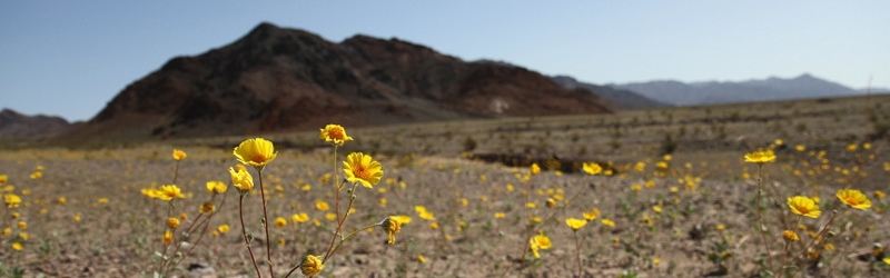 0307 Death Valley Ibex Dunes