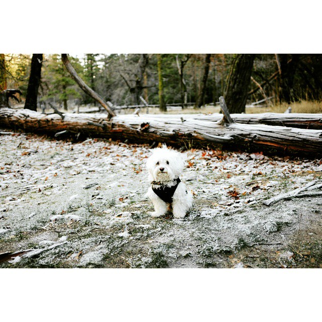 Enjoying a frosty winter walk at Yosemite with my best friend, @heynickel.